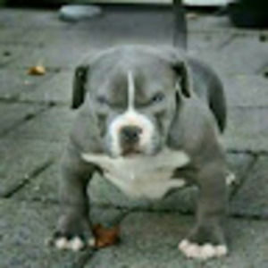 Meet your Posher, James